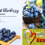 Manfaat Blueberry untuk Kesehatan