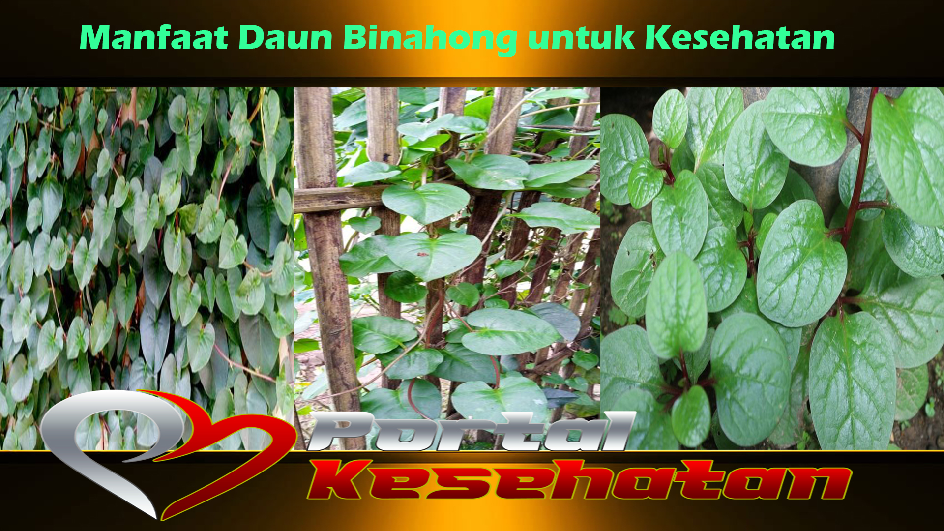 Manfaat Daun Binahong untuk Kesehatan
