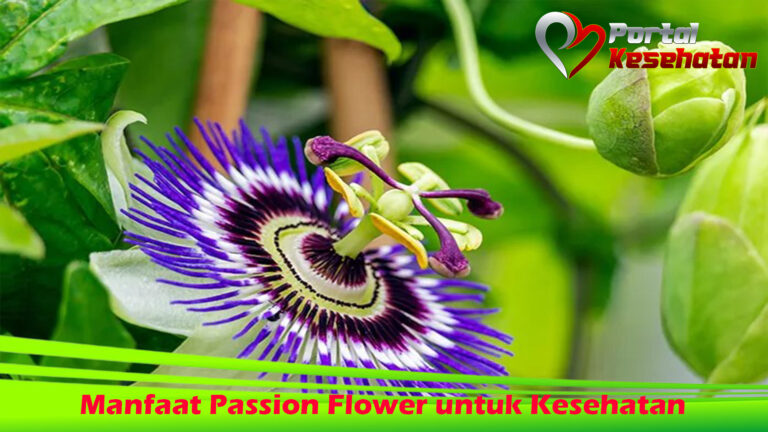 Manfaat Passion Flower untuk Kesehatan