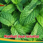 Manfaat Daun Beluntas untuk Kesehatan