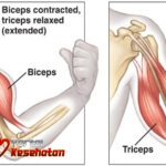 Membentuk Otot Biseps dan Triseps dengan Rangkaian Latihan