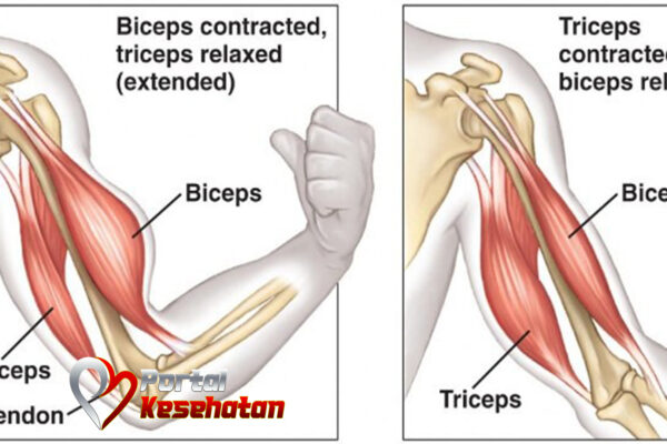Membentuk Otot Biseps dan Triseps dengan Rangkaian Latihan