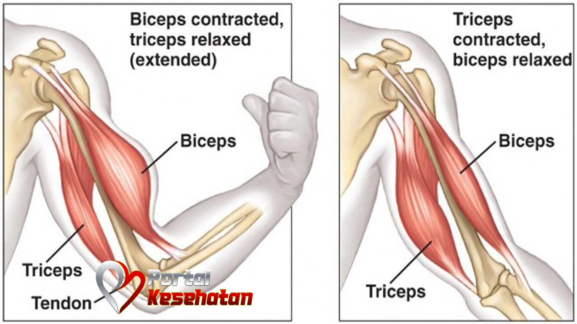 Membentuk Otot Biseps dan Triseps dengan Rangkaian Latihan