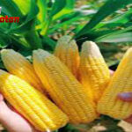 Manfaat Jagung