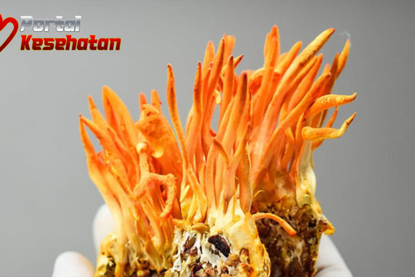 6 Khasiat Jamur Cordyceps Militaris untuk Kesehatan Tubuh