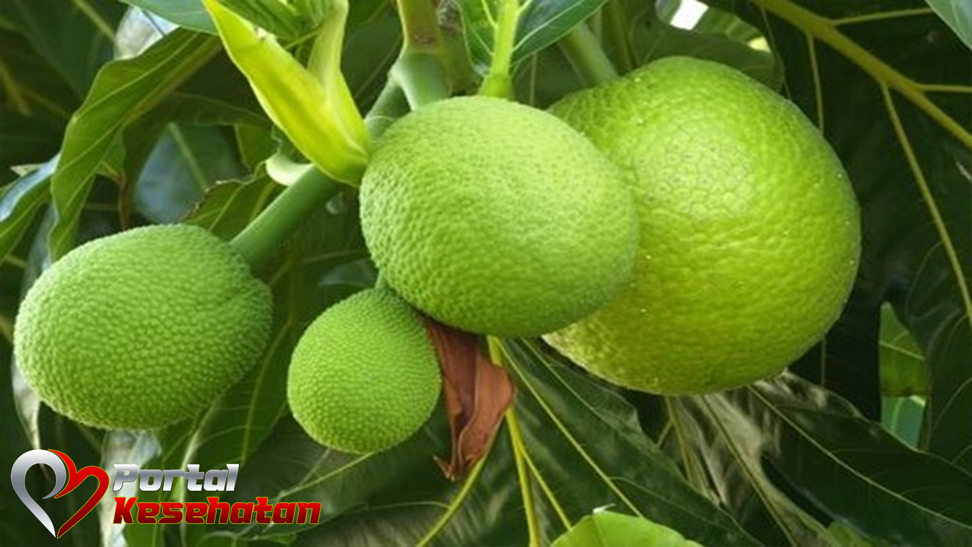 Manfaat Buah Sukun bagi Kesehatan Tubuh