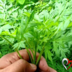 Ketahui 6 Manfaat Daun Kenikir untuk Kesehatan